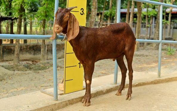 Goat wether (খাসি)